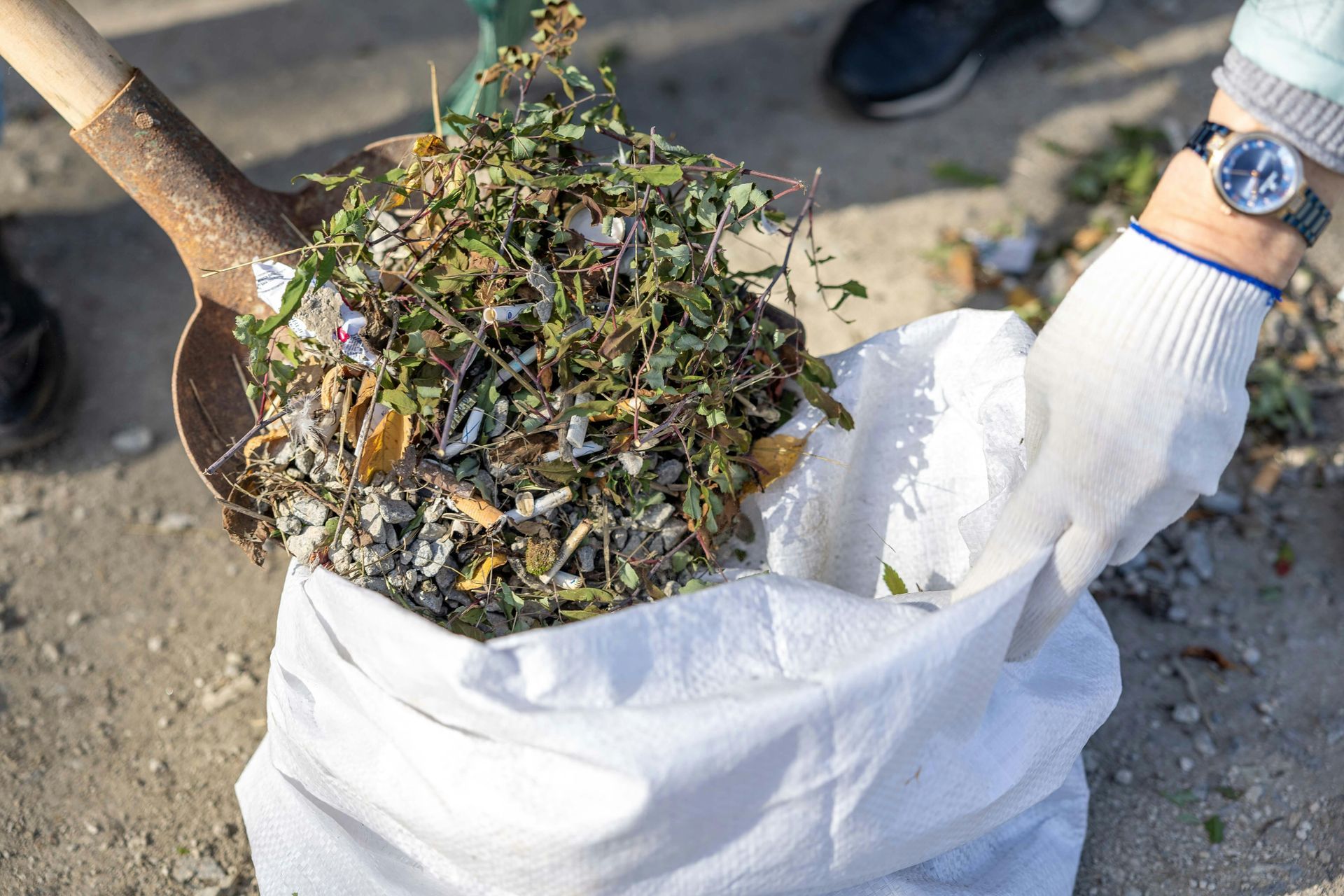 A person in white gloves uses a shovel to put plant debris into a white bag.