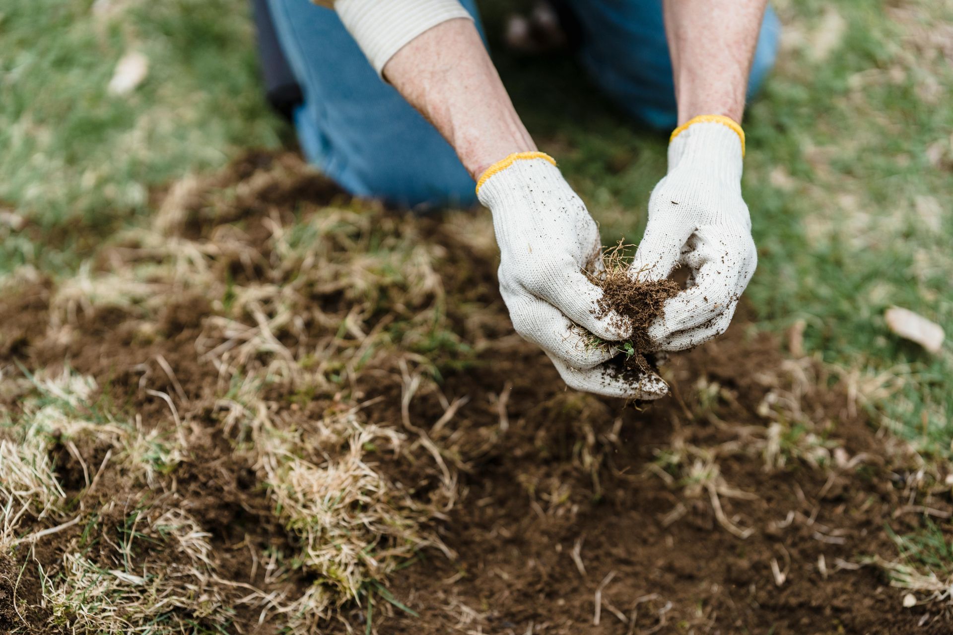 A person wearing white work gloves kneels on the grass, holding and examining a clump of soil and roots in their hands.