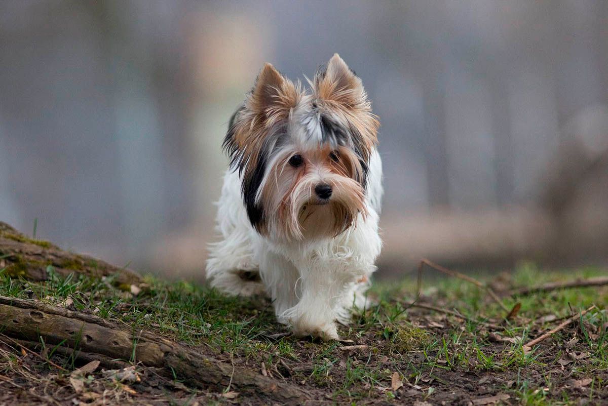 biewer terrier en mexico