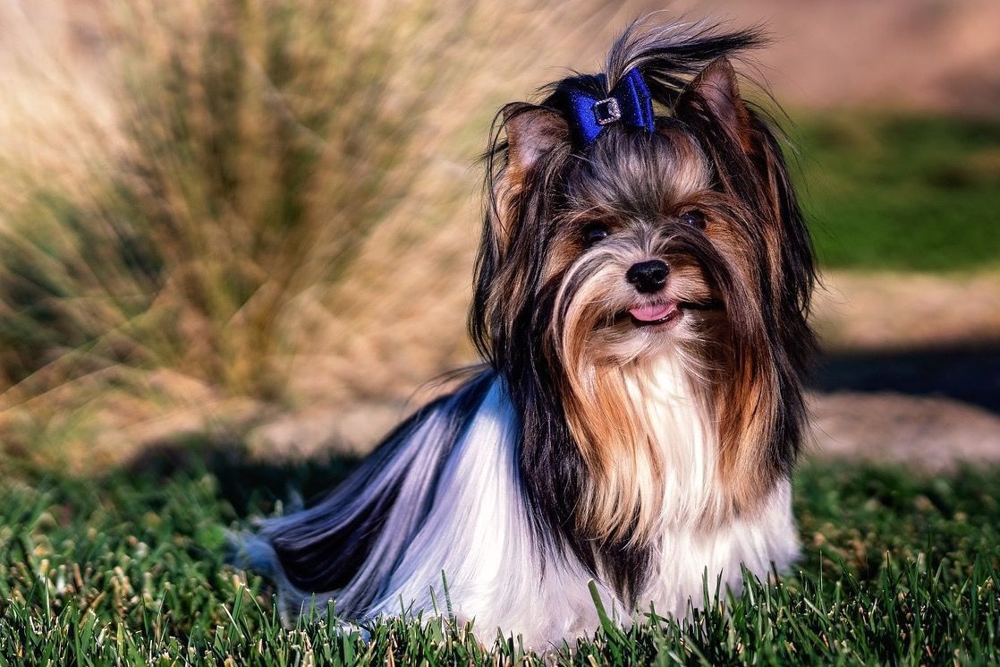 biewer terrier en chilpancingo