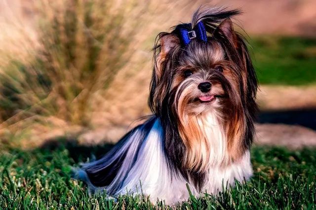 biewer terrier en queretaro