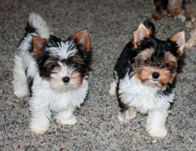 biewer terrier en venta