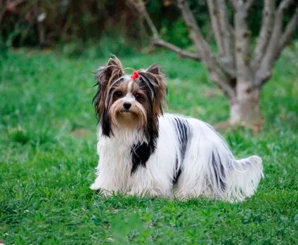 biewer terrier venta