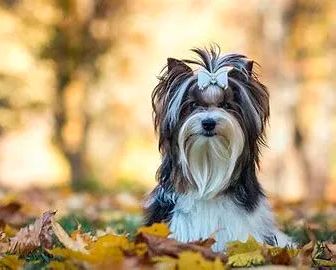 biewer terrier en venta