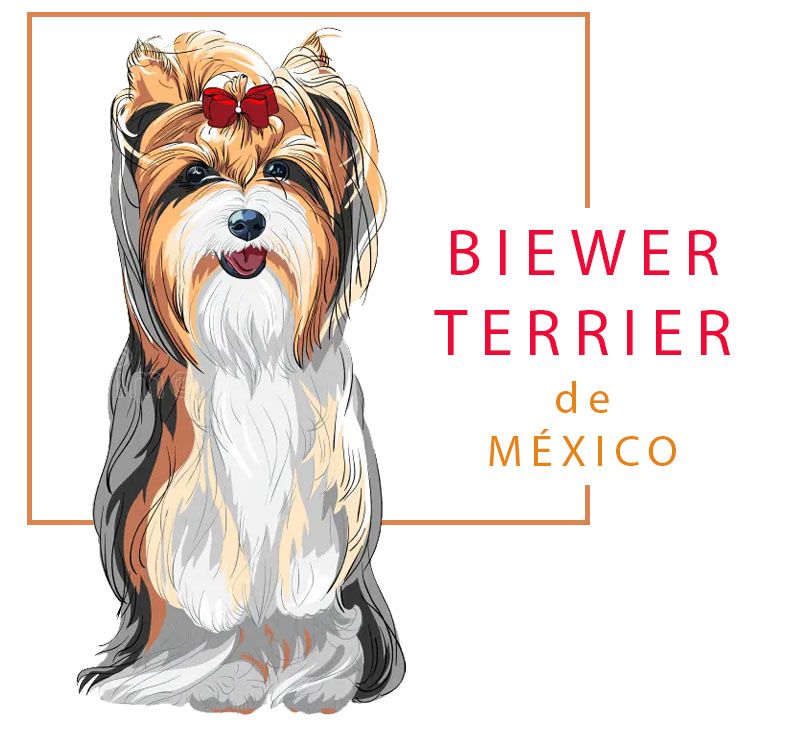 biewer terrier venta
