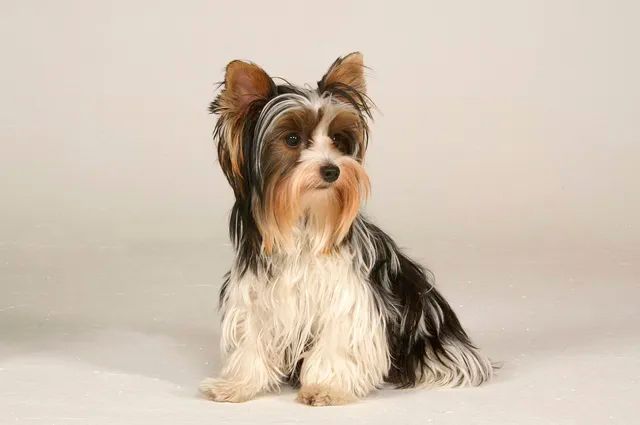 Criaderos de biewer terrier en guadalajara
