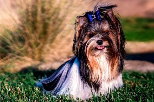 Criaderos de biewer terrier en mexico