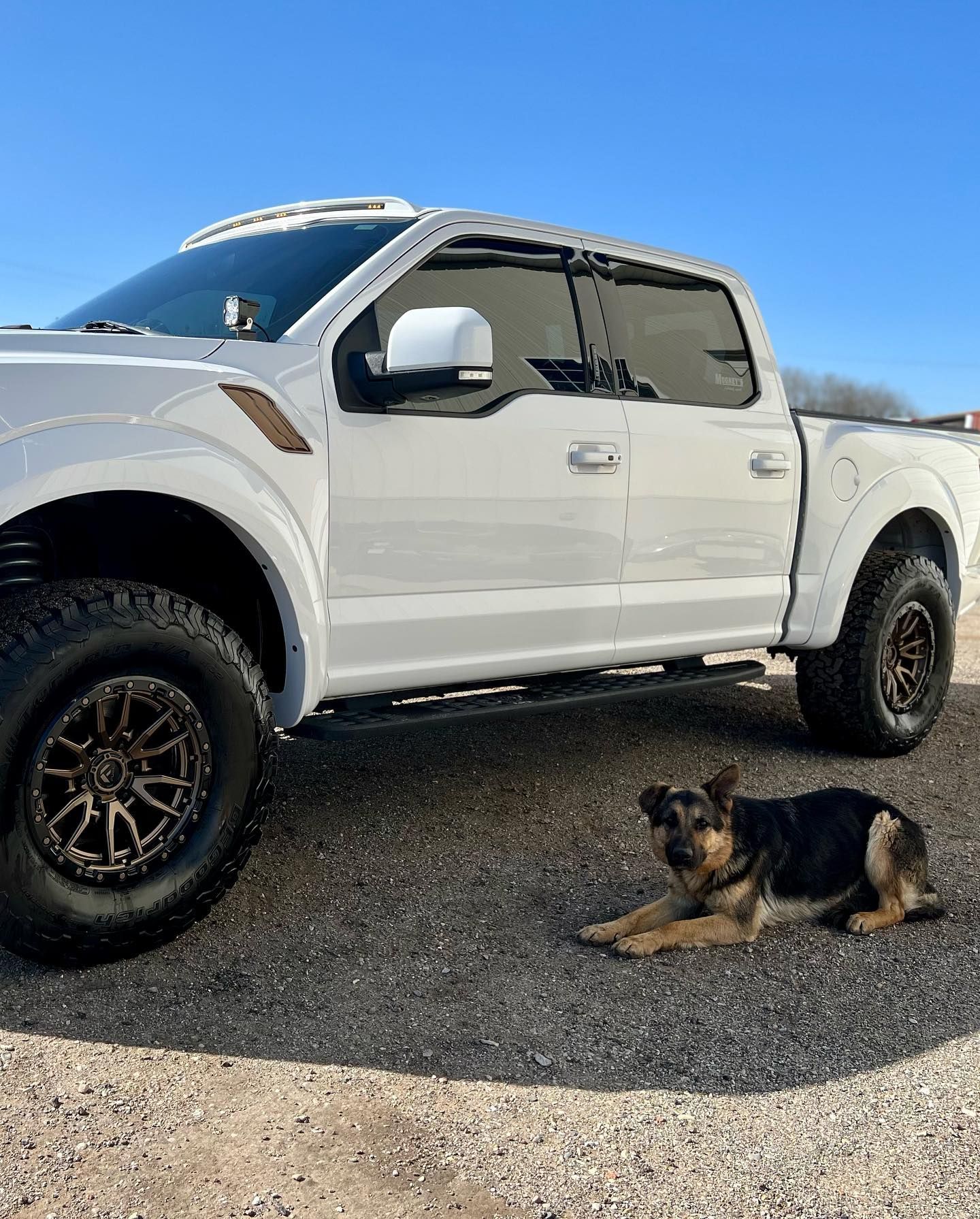 A white Ford F-150 Raptor truck parked on a gravel surface with a German Shepherd lying in front of it.