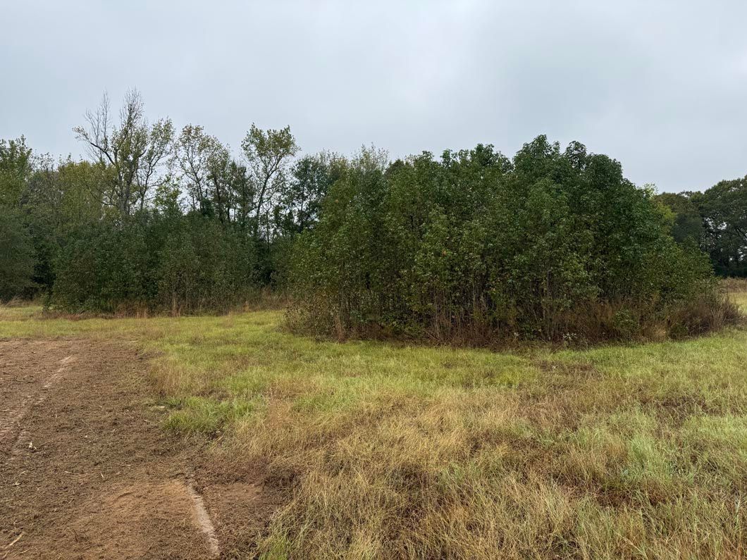 A field with trees in the background and a dirt road in the foreground.