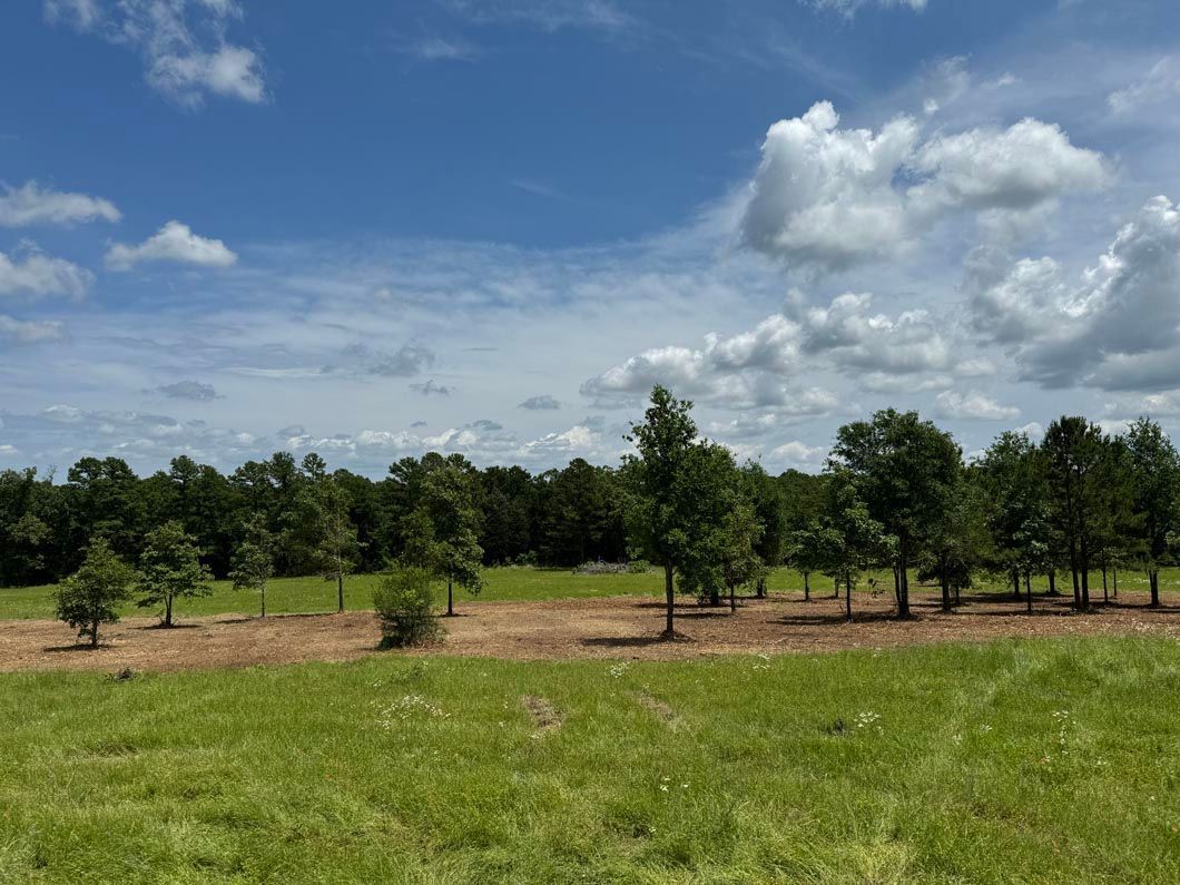A lush green field with trees in the background and a blue sky with clouds.
