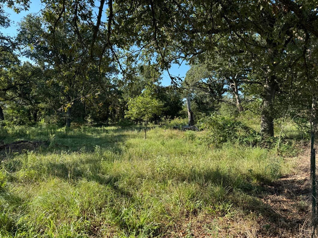 A field filled with grass and trees on a sunny day.
