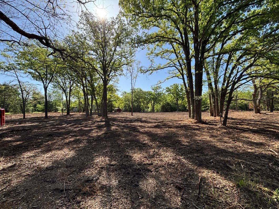A field filled with trees and dirt on a sunny day.