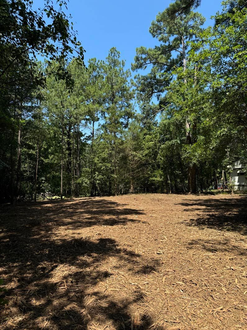 There is a lot of dirt in the middle of the forest.