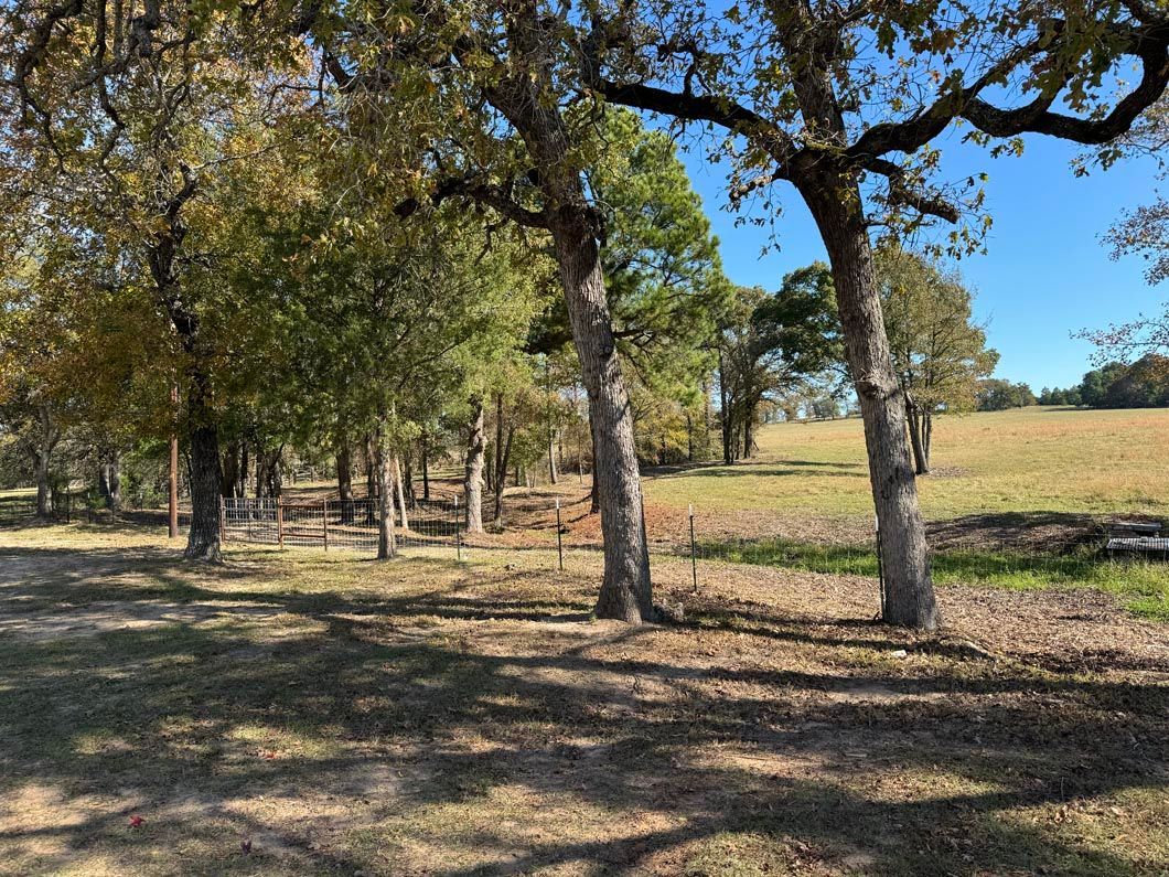 A row of trees in a field with a fence in the background.
