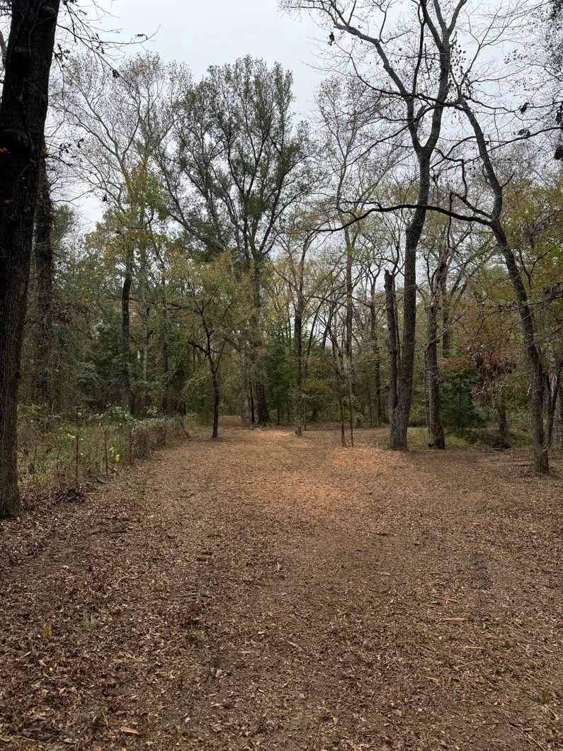 A path in the middle of a forest with trees and leaves on the ground.