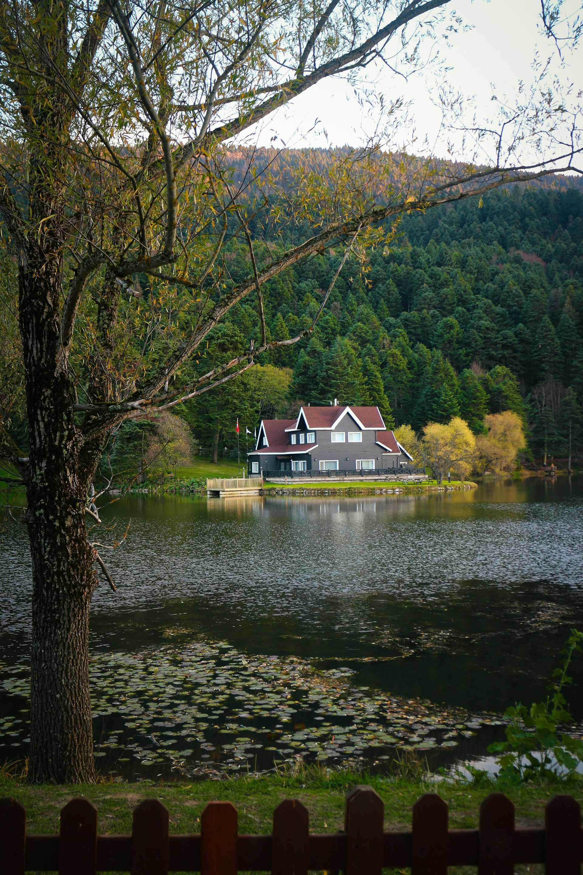 A path in the middle of a forest with trees and leaves on the ground.
