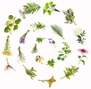 A variety of herbs and flowers are arranged in a circle on a white background