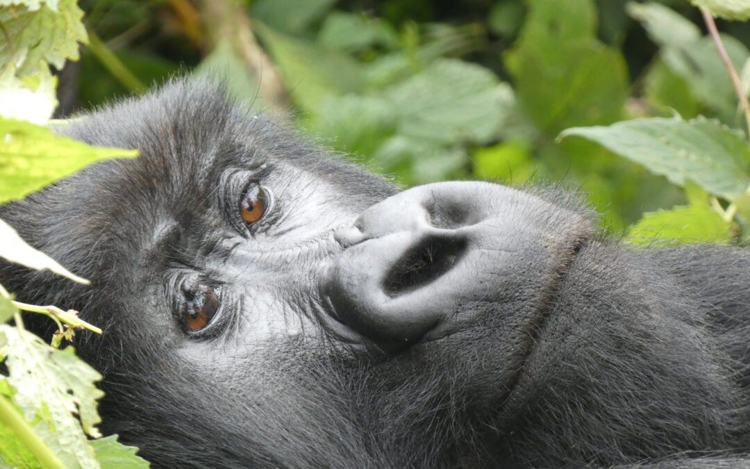 Gorilla Picture for Susan Bruce Travel