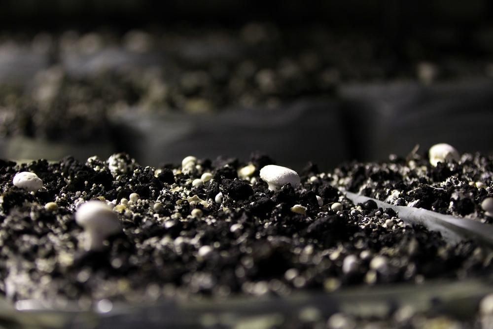 A Close up Of a Pile of Dirt with Mushrooms Growing out Of It — Gnomes Landscape & Garden Supplies In Taree South, NSW