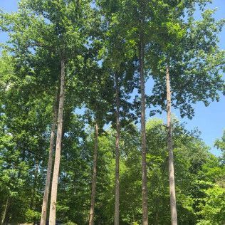 A commercial tree service in Shelby, NC - Tucker's Tree Service hard at work