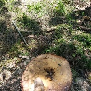 A stump removal in Shelby, NC with Tucker's Tree Service