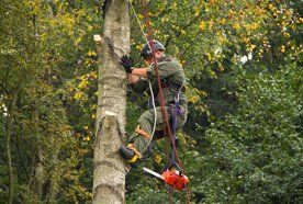Climbing a tree with chain saw attached by rope