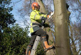 Pruning a tree using ladder access