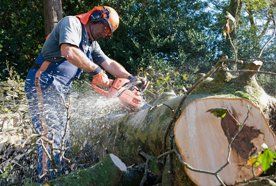 Using a chainsaw to section a snedded trunk