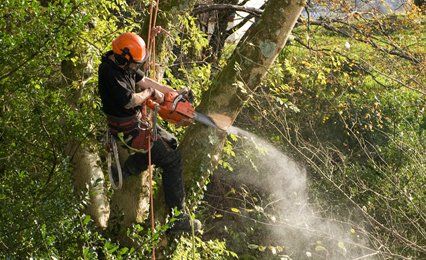 Tree surgeon working at height to remove branch