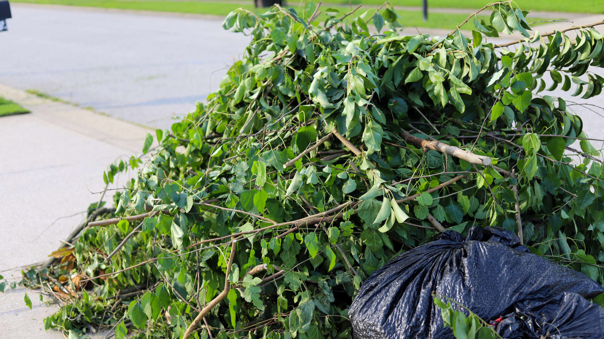 A pile of branches and leaves on the sidewalk next to a black trash bag.