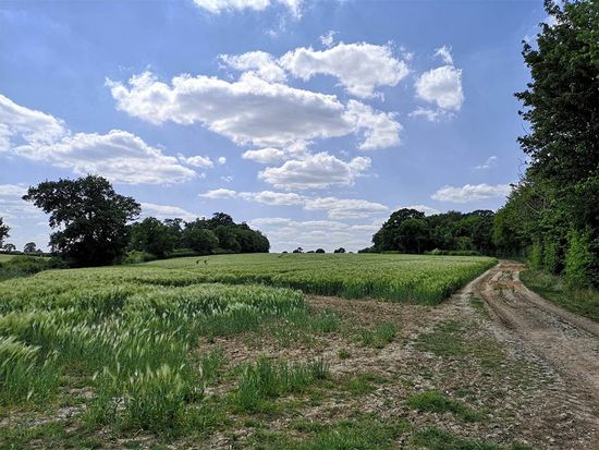 A field of wheat in Ware, Hertfordshire