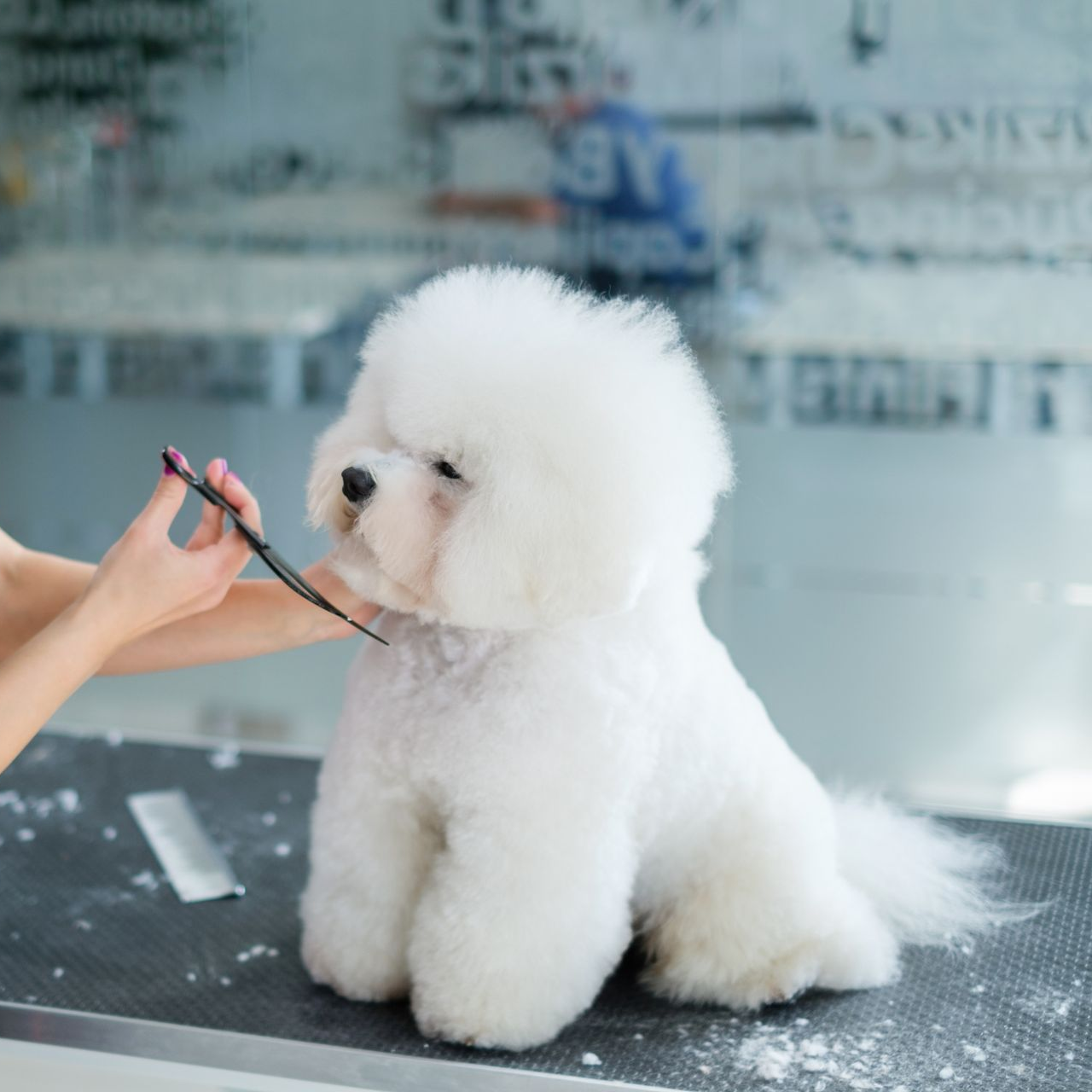 White Bichon Frise dog being groomed with scissors in a pet salon.