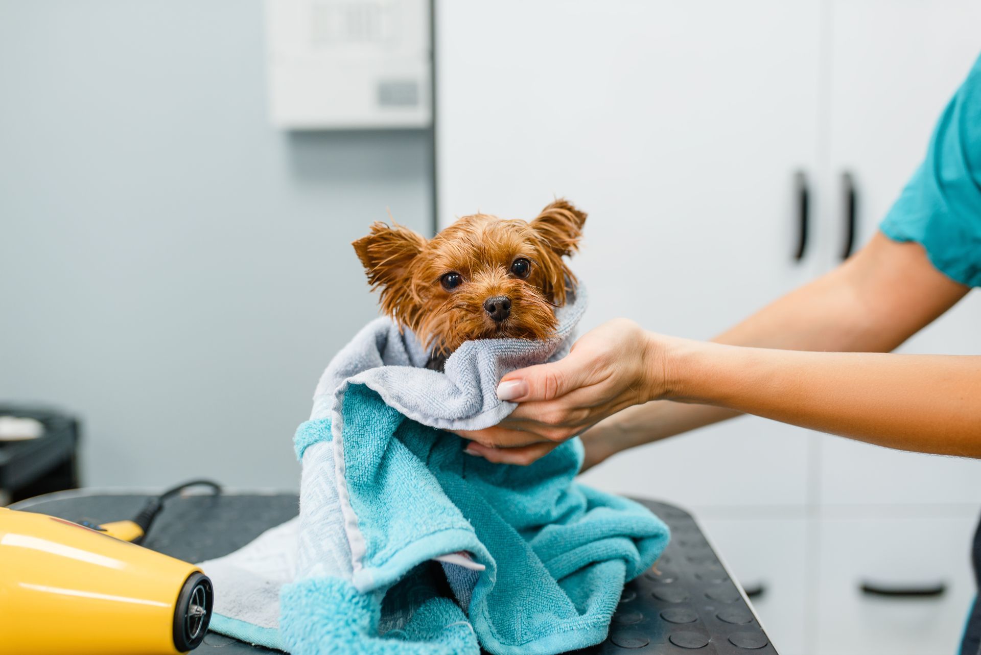 Dog wrapped in a blue towel after a bath, held by a person. Yellow hairdryer in view.