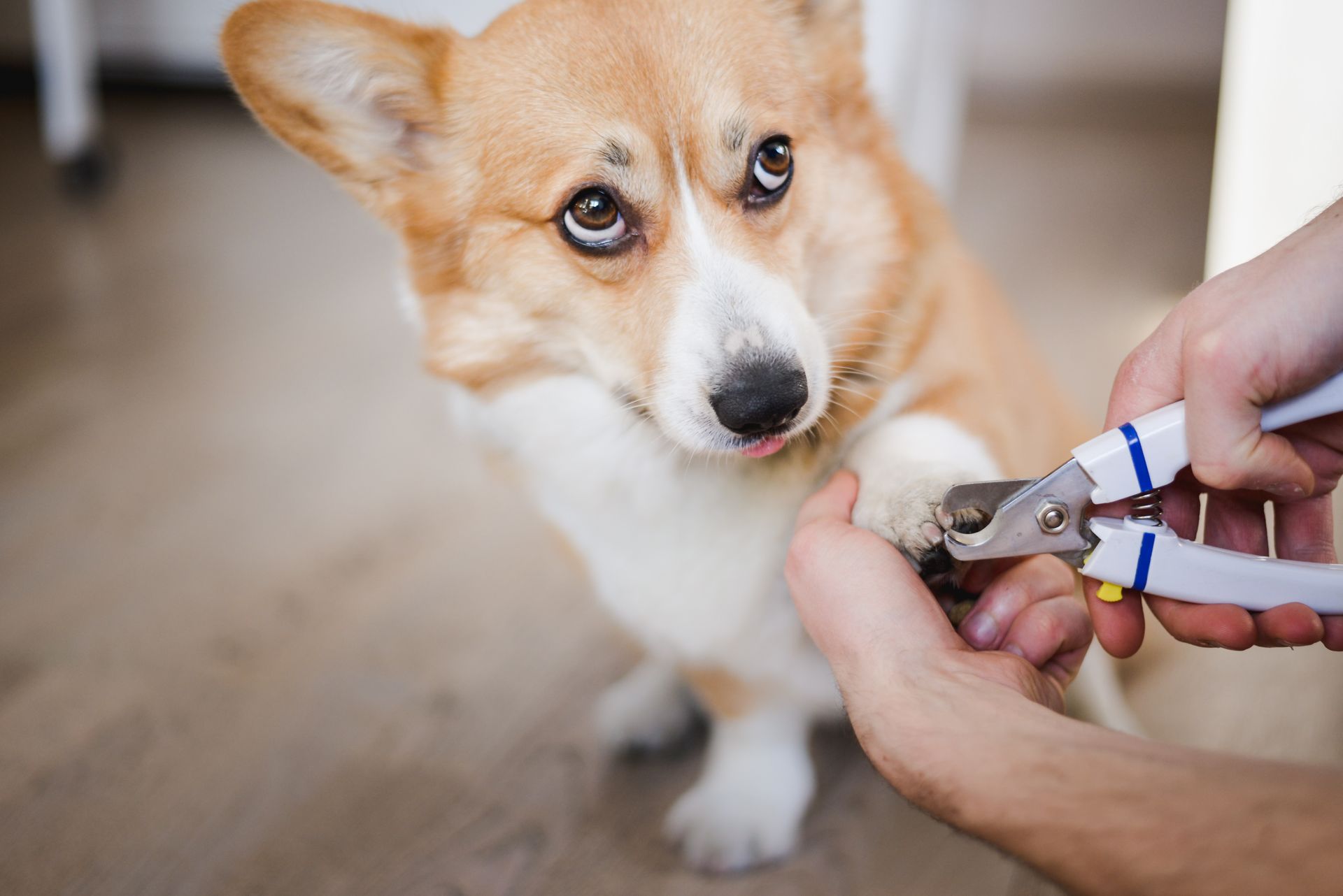 Corgi has nails trimmed by a person with white clippers. The dog looks worried.