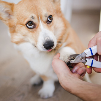 Corgi gets its nails trimmed with clippers; it looks concerned with its tongue out.
