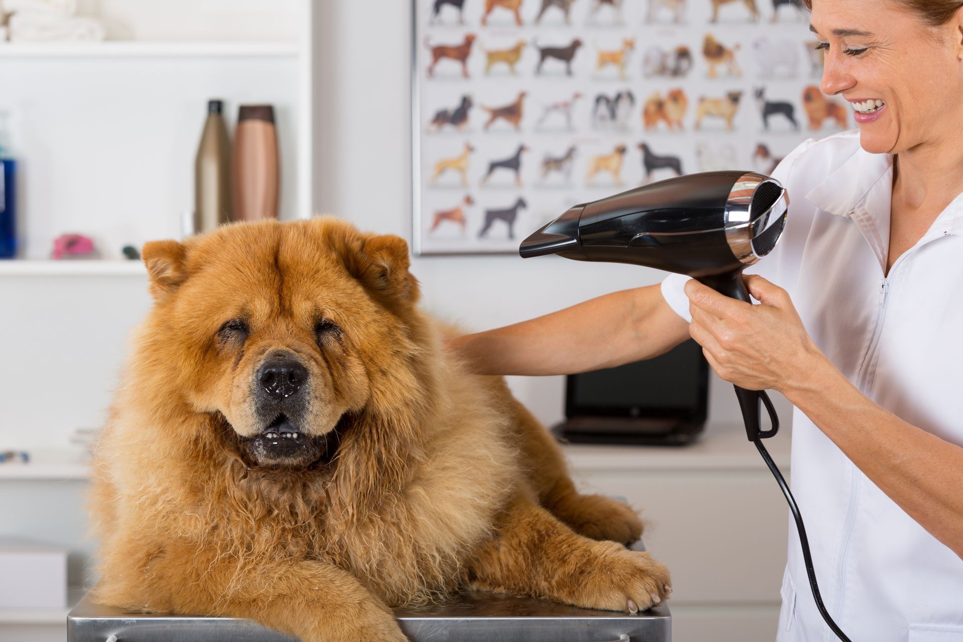 Woman grooming a fluffy Chow Chow dog with a hairdryer; dog smiling.