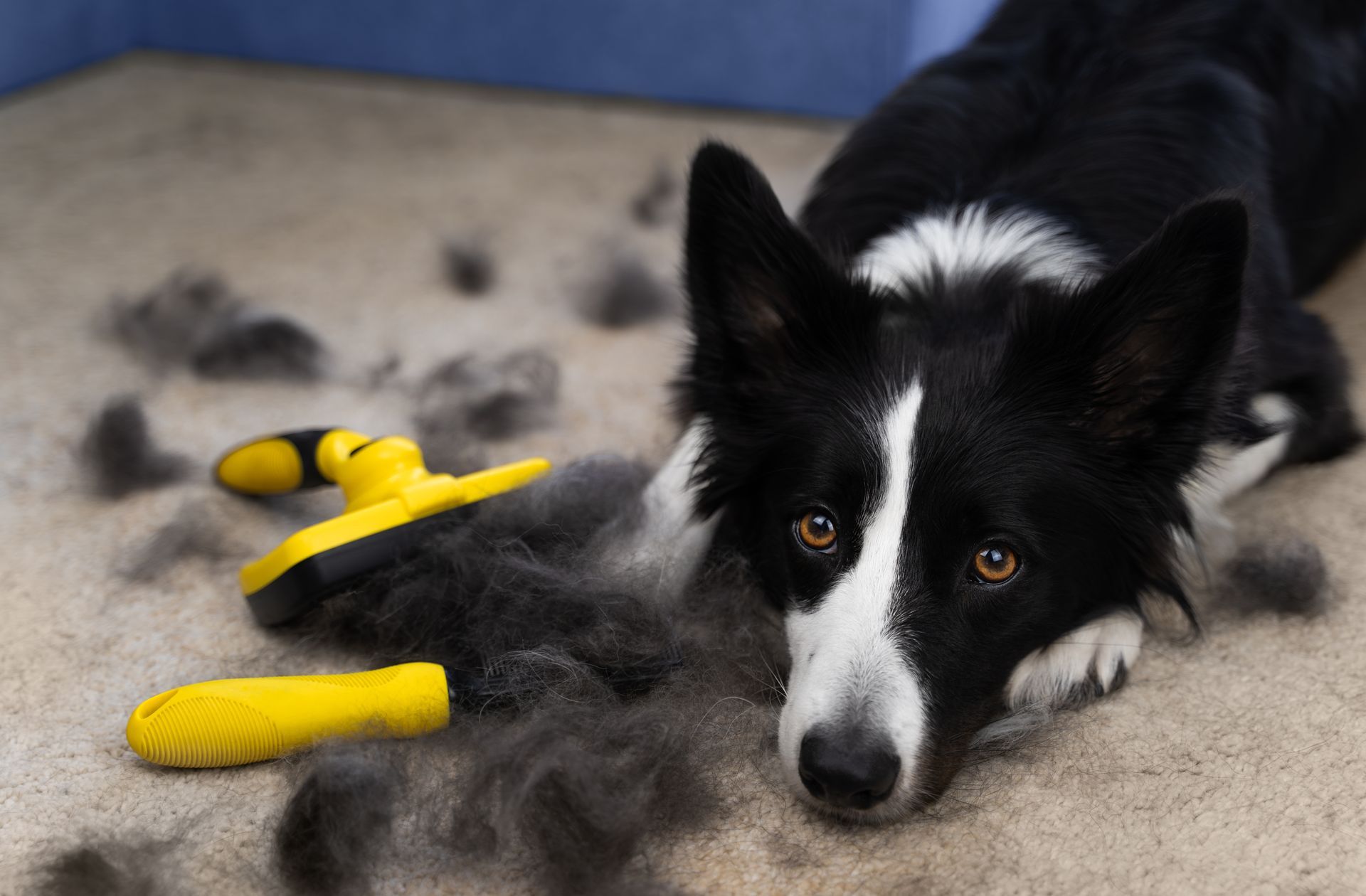 Black and white dog lying with a pile of fur and a yellow grooming brush, looking at the camera.