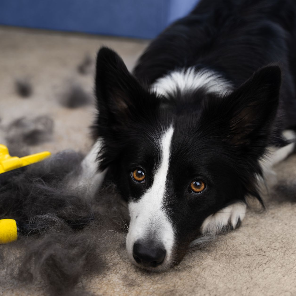 Black and white border collie lying next to a pile of fur after grooming, looking at the camera.