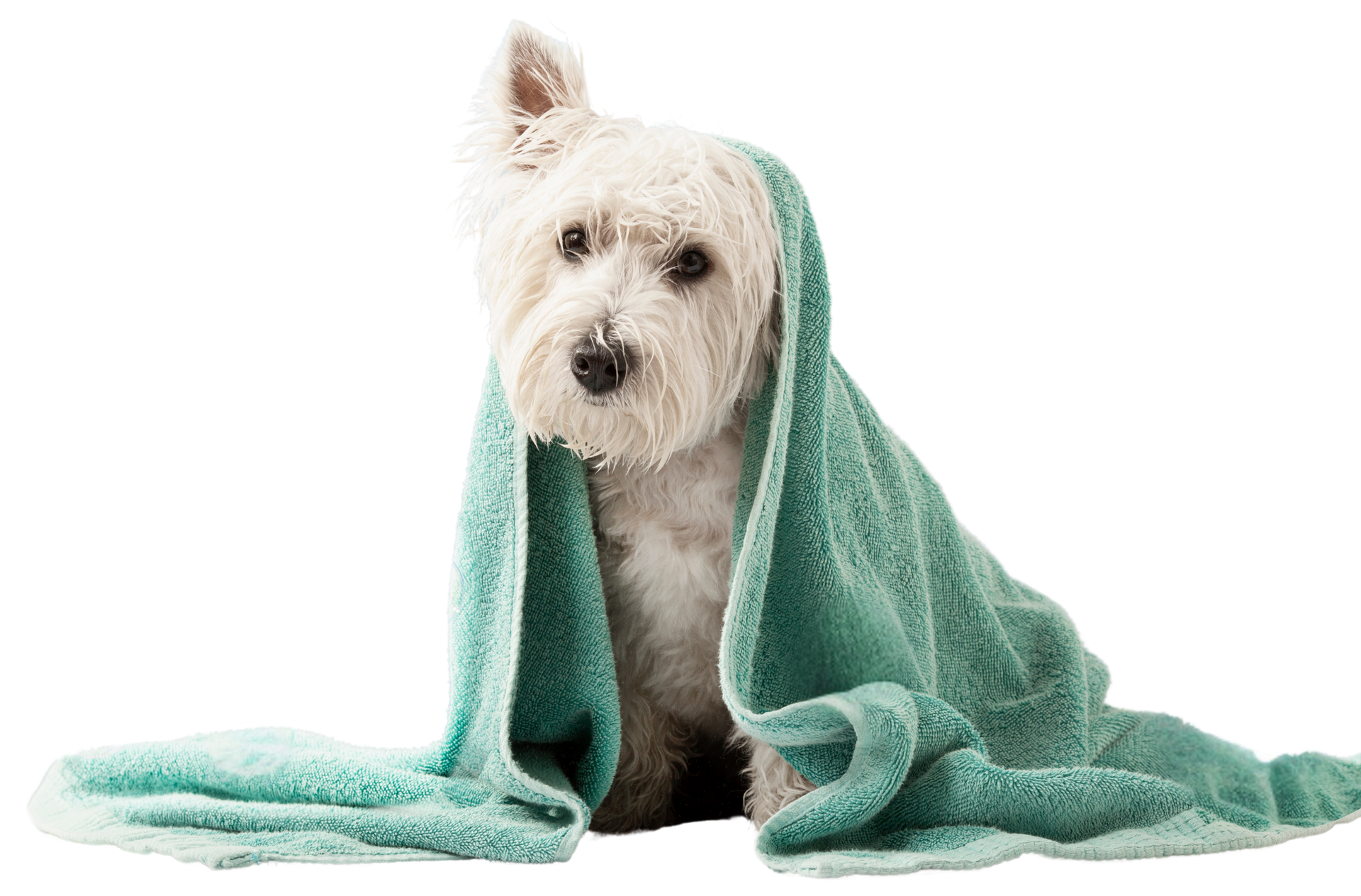 White dog wrapped in a teal towel, looking directly at the viewer.