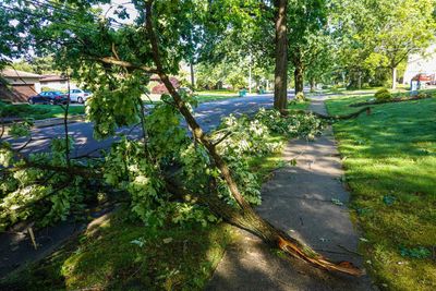 Fallen tree branch blocks a sidewalk in a residential neighborhood; sunny day.