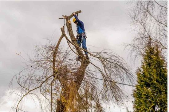 Arborist in blue jacket, trimming a bare tree on a cloudy day, using a harness.