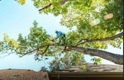 Arborist in a tree, trimming branches against a blue sky, roof in the foreground.