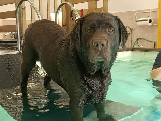Labrador in piscina