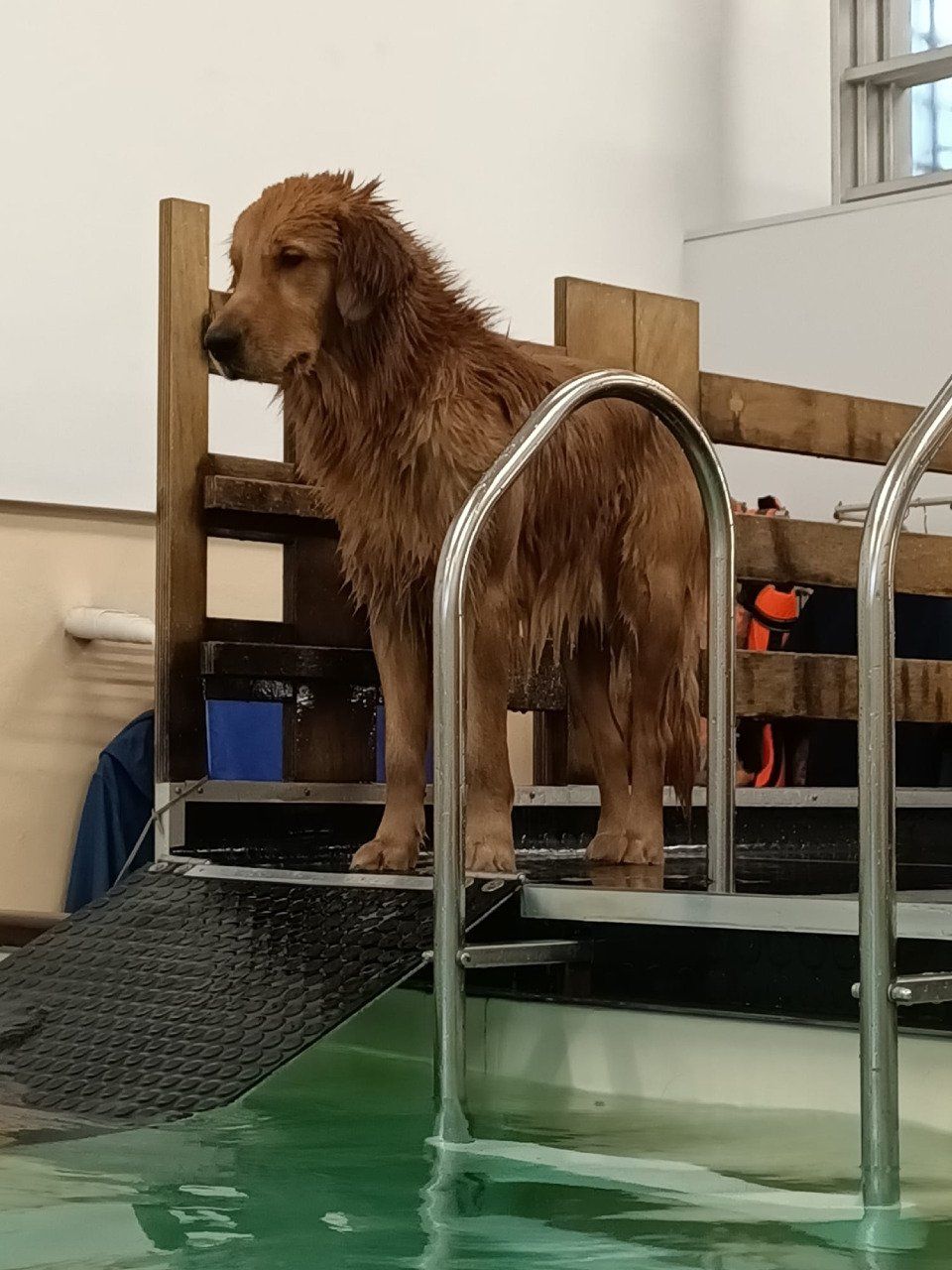 Cane in piscina