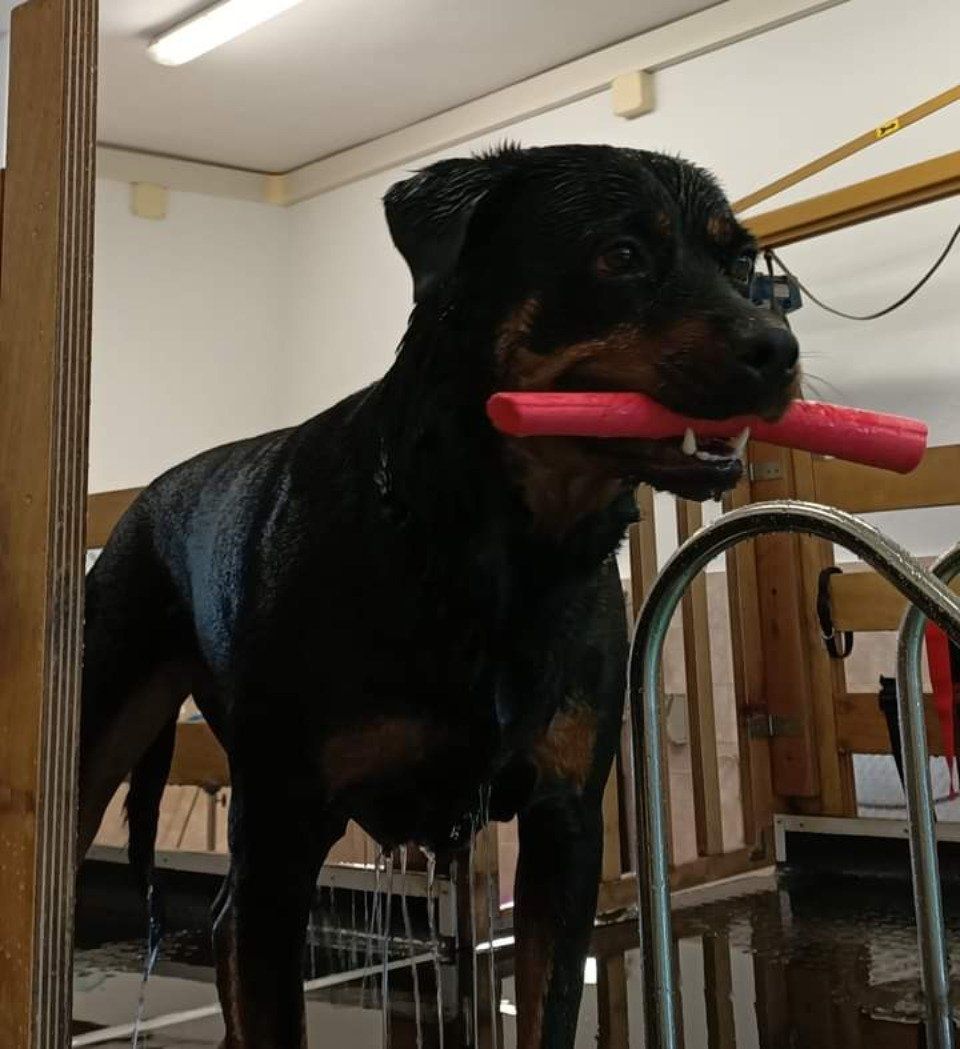 Rottweiller in piscina