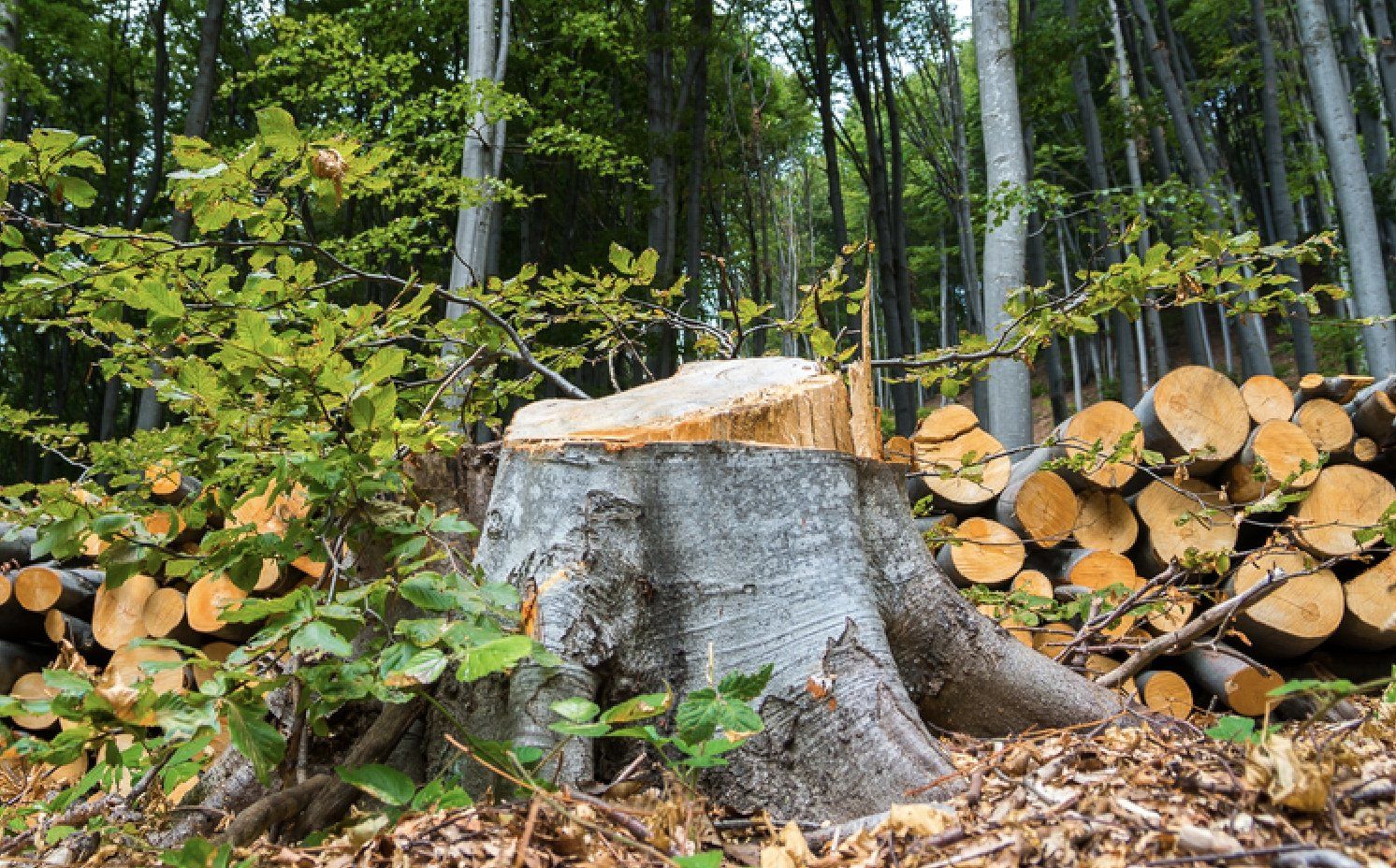 stump grinding madison, wi
