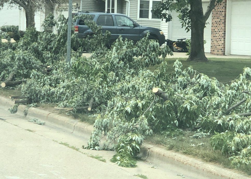 tree trimming madison, wi