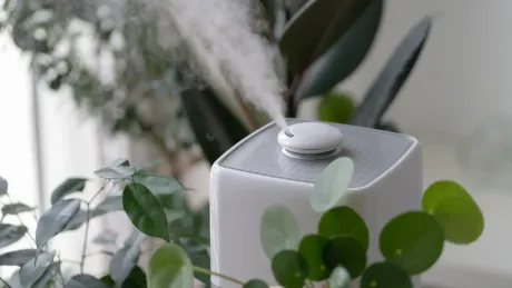 Humidifier releasing steam, surrounded by lush green plants.