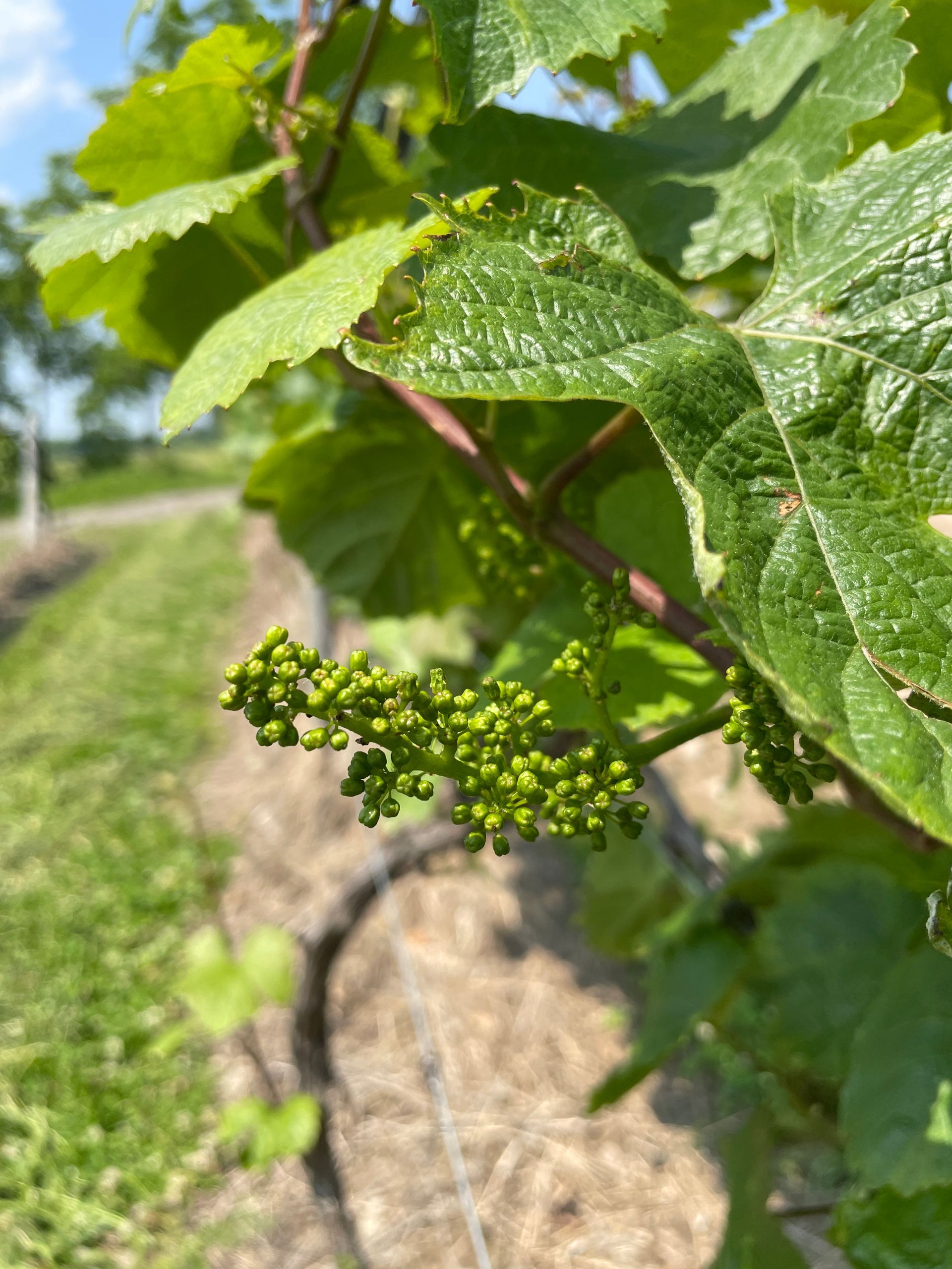 A young, green grape cluster growing on a vine in a sunlit vineyard.