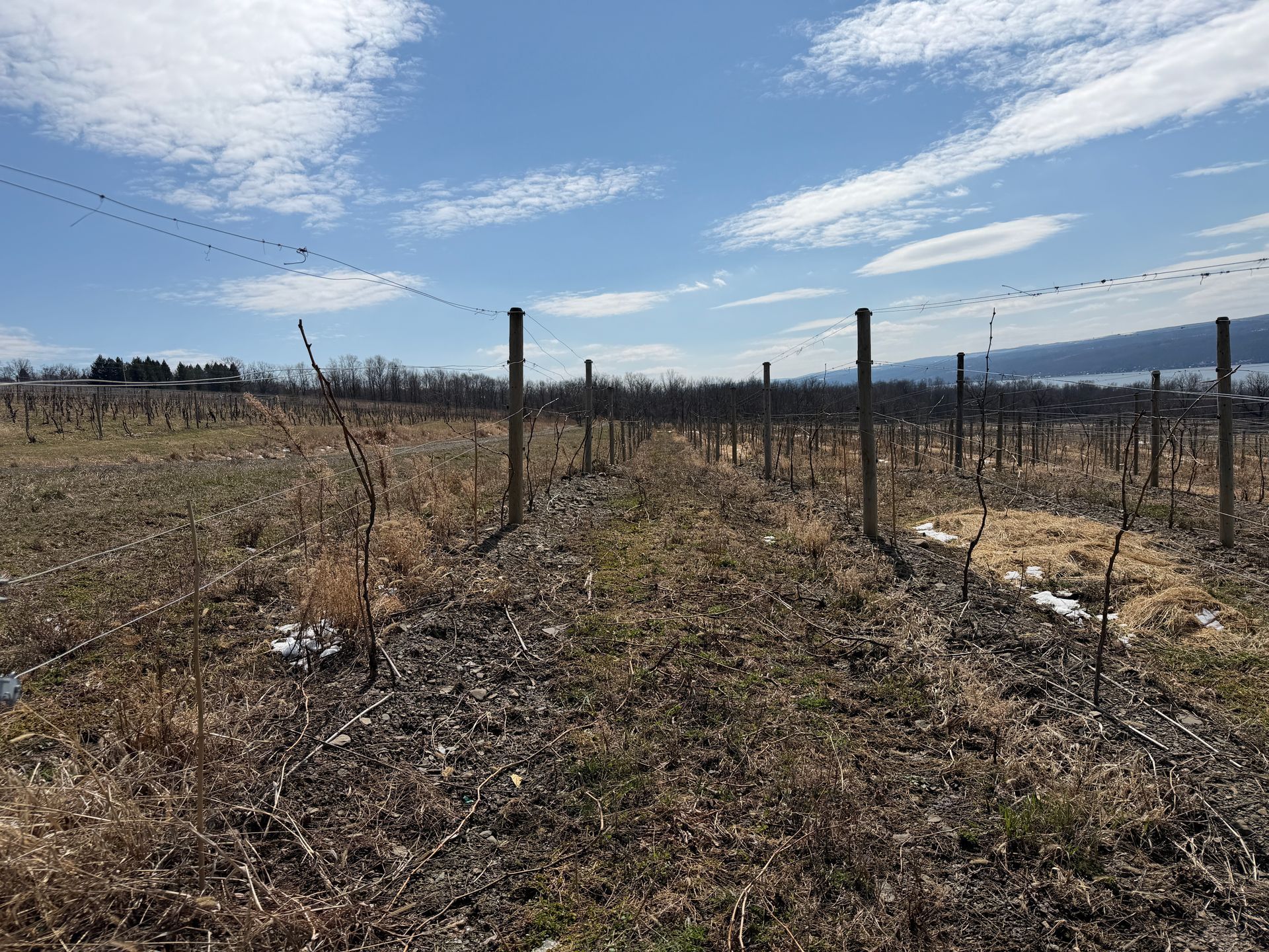 Rows of dormant, leafless grapevines on wooden trellises in a field under a bright blue sky with thin, wispy clouds.